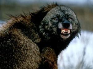Uzivatel 野田草履p Na Twitteru 小さな悪魔と呼ばれる世界一凶暴な動物 Http T Co 17gkfwc2mw クズリ 体重40倍のヘラジカを仕留めたり 狼や熊から獲物を横取りする クズリはまったく恐怖心がない 相手を殺すことに自分の命をかける Http T Co Afvrganfrq