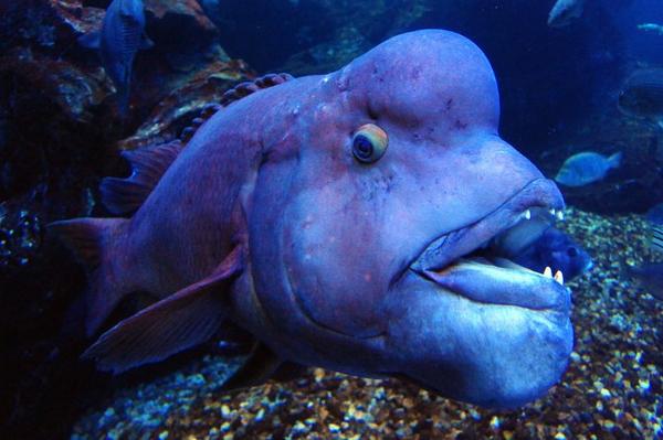 ট ইট র 京都水族館 公式 コブダイのフェニックスです コブダイは 雌性先熟 しせいせんじゅく 最初はみんなメスで 群れのうちで一番大きい個体がオスに性転換します ハーレムですね もっと見る Http T Co Rodohjbpvz Http T Co Dlmpa3na9g