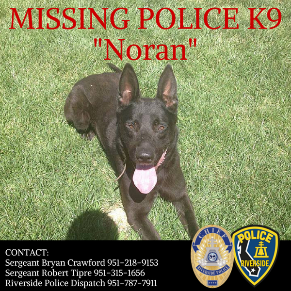 LAPDNorthHwdDiv's tweet image. RT: MISSING POLICE K9! Call Riverside Police Dispatch, 951-787-7911 IMMEDIATELY. PLEASE SHARE!  @RiversidePolice