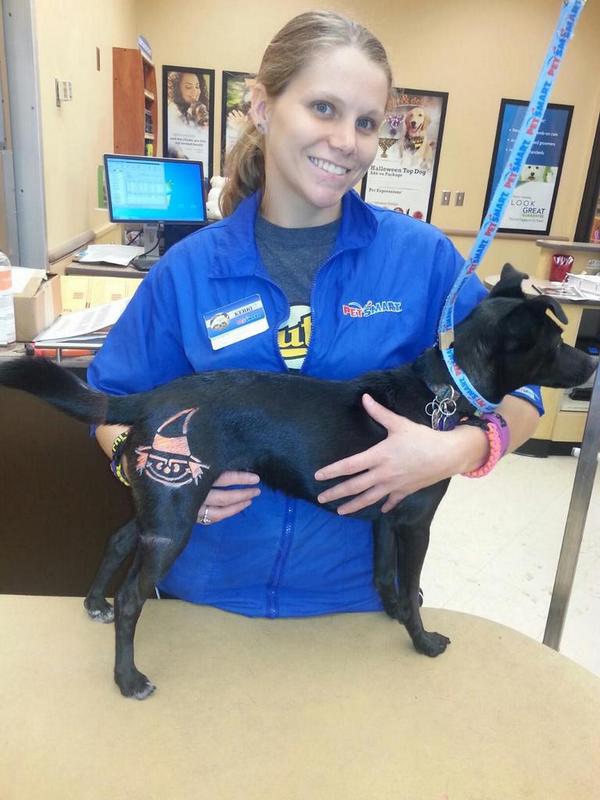 GordonGsimp1984's tweet photo. Sugar showing off her new treat...a witch tatoo. #inspiredbypets #petexpressions #1476 http://t.co/1l9vHJ4bkg
