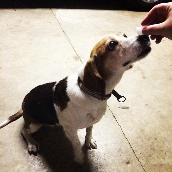 Allison Brooks tweet media