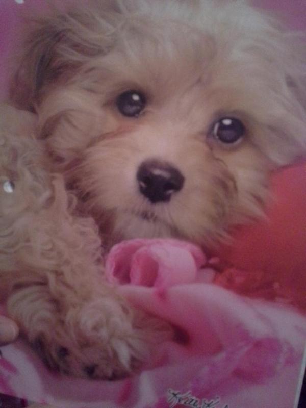 OhHeyDog's tweet photo. #HeyDog http://t.co/tcO8N1f8xQ