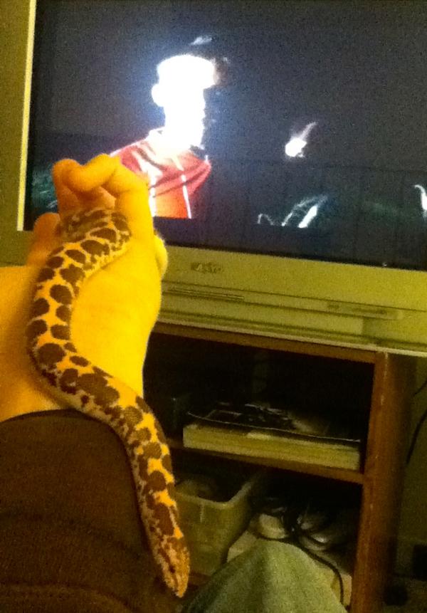 KJNealWriter's tweet photo. My gorgeous Oliver and I are up late watching @DomsWildThings. We're party animals like that. #scalebabies #becurious http://t.co/RLVrVbwASS