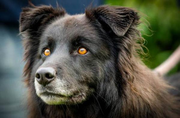 PetsatHome's tweet image. Poor Bagheera can't get a home because of her devil-eyes. We think you're beautiful! More info metro.co.uk/2014/10/06/dog…