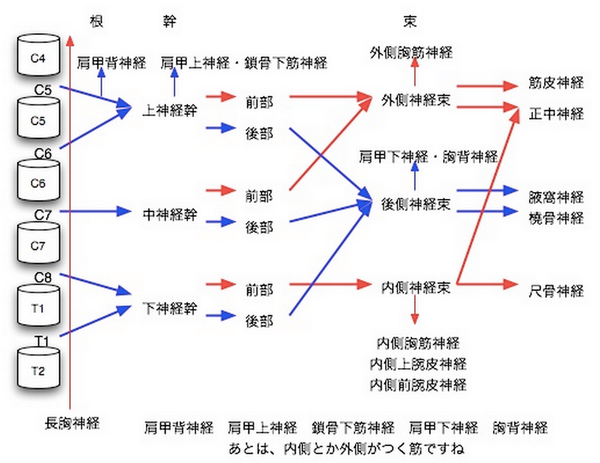 腕 神経 叢