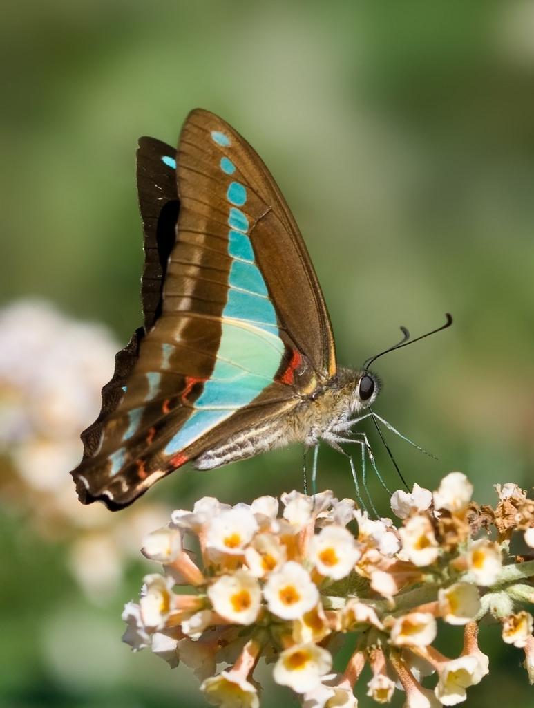 rincon - *** LAS MARIPOSAS DEL RINCON DE ENERI *** - Página 22 BzV74SQIUAA0ZK1