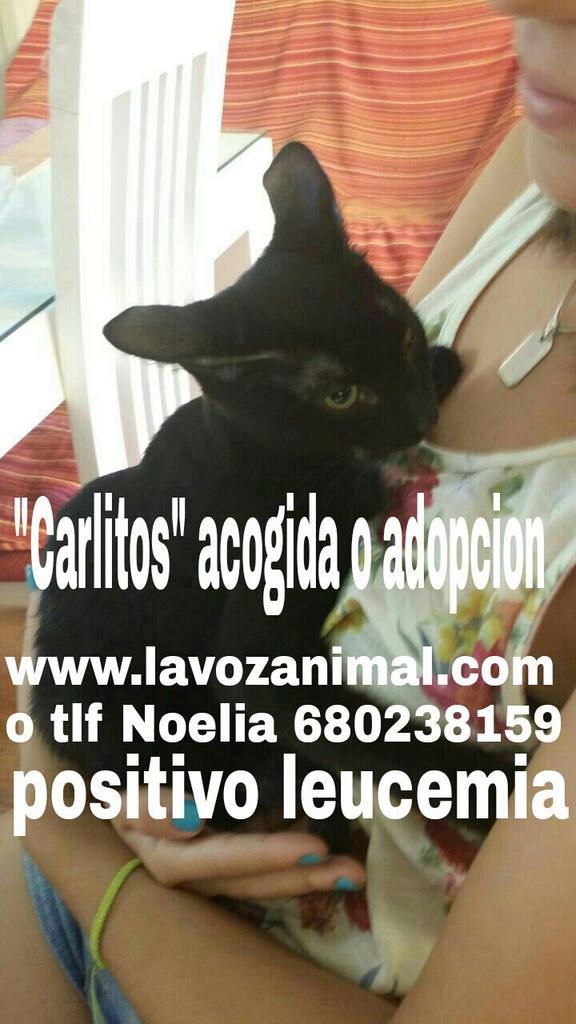 xan_ac's tweet photo. Hola @Congatos ¿nos ayudas a df a Carlitos? Gatito de 5 meses con leucemia necesita acogida urgente http://t.co/TTOPk5eNDH