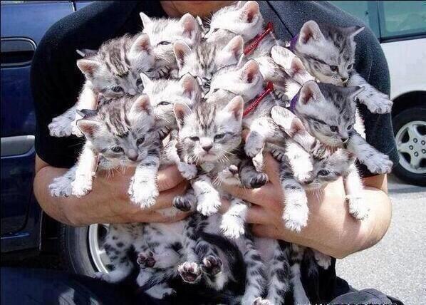 ohbringinghelp's tweet image. "@vulpiex: how to win my heart: http://t.co/TxHJPt7mSU" the cutest thing i've ever seen 😊