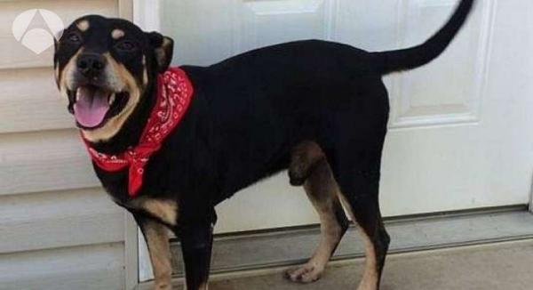 Lázaro, el perro que sobrevivió a un atropello y una inyección letal
dozz.es/bsww