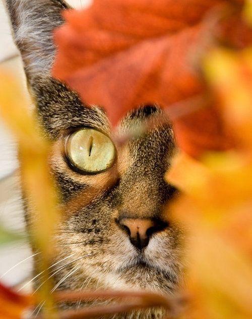 La loca de los Gatos  - Página 3 BzVpWu1IQAAopgG