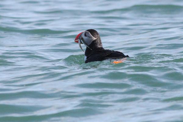 available for private charters and trips for big groups until May 2015. Give us a wee call for more info #fastboat