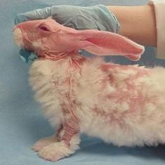 AlbertiniJC's tweet photo. L'oréal parce que vous les torturez bien #7isem #tulevauxbien http://t.co/73G1cmVuyA