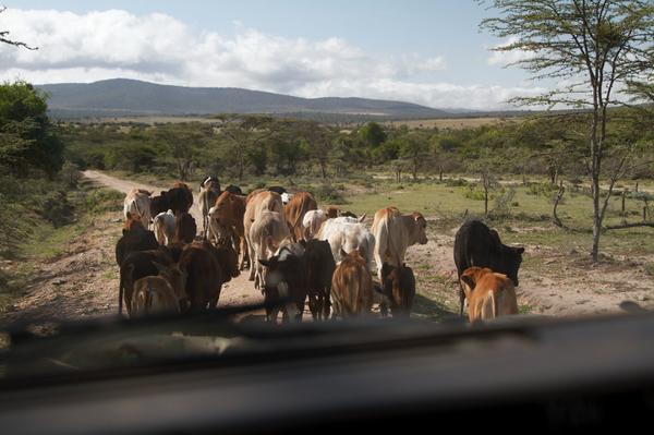 RunningFromMoos's tweet image. Squat toilets, car troubles and Maasai traffic: the road to Lake Natron in #Tanzania bit.ly/ZbVe5I