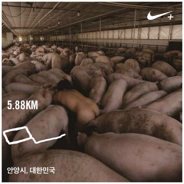 SwagJayG's tweet photo. 7일차 이들 중 하나가 될 순 없지 #돼지 꾸울 Nike+ Running를 사용하여 5.88 km 러닝을 마쳤습니다 http://t.co/7jWaivNP5b #nikeplus http://t.co/fltS38QKiF
