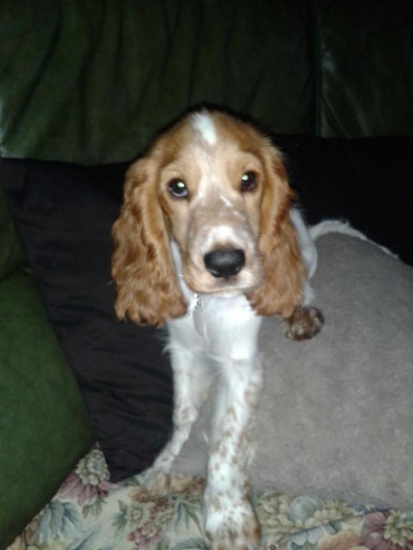lauramontescast's tweet photo. Esque me la comooo!! Esa carita!! La alegria de mi casa http://t.co/MIHB0fzJCp
