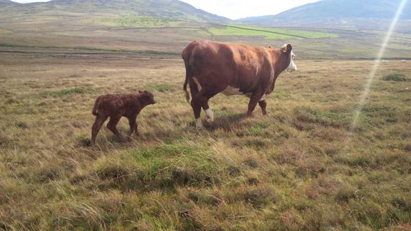 1GarethWynJones's tweet image. Cow and calf looking well on the uplands of Wales