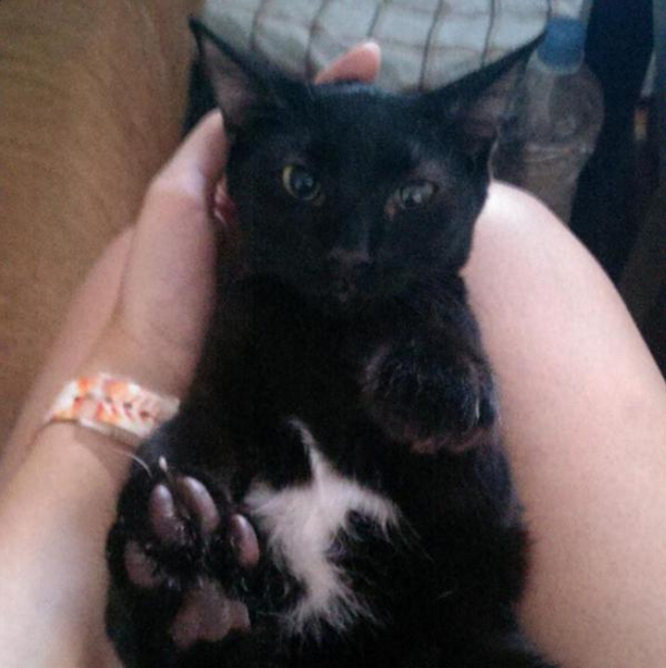 Congatos's tweet photo. Sé que la oportunidad de Carlitos, con leucemia y toda la vida por delante, existe. ¿Le ayudas a encontrarla? @xan_ac http://t.co/oA5CvTjtKO
