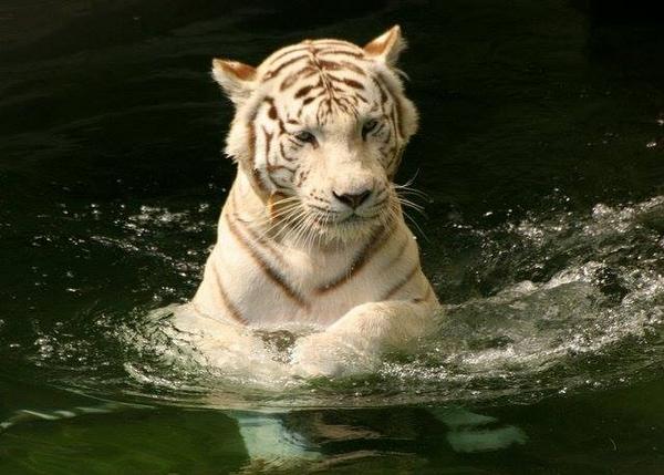 #ConcursoM1: Sorteamos entradas para que los más chicos disfruten de <a href="/Temaiken/">Fundación Temaikèn</a> ---> bit.ly/1s5TEOq