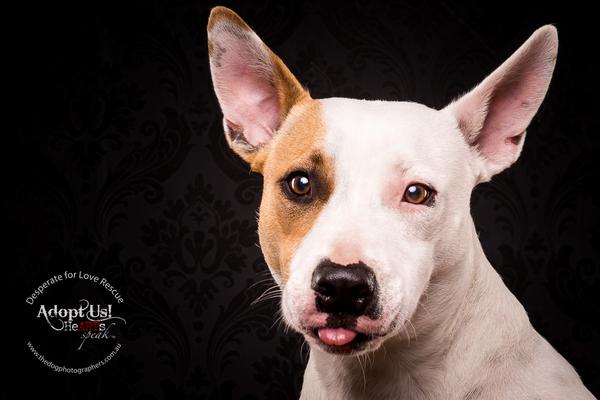 TheDogPhotog's tweet photo. Tongues out Tuesday. http://t.co/qk8hcQt8aO