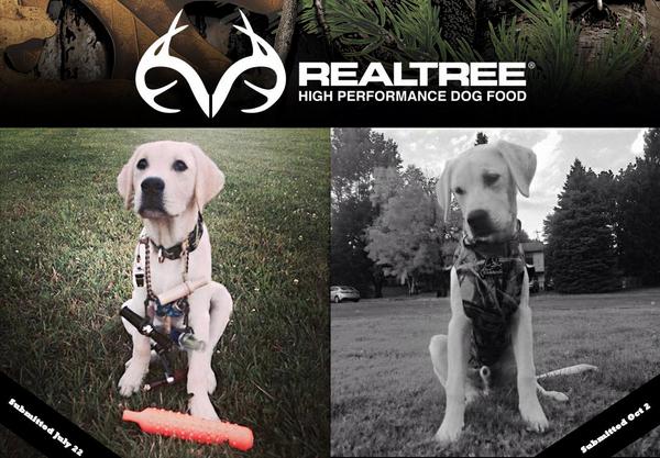 RealtreeDog's tweet photo. Oaklee's been training hard&amp;is ready for opening day.#FanShare via @ctemple28 &amp; @jarretttemple #TransformationTuesday http://t.co/zROXSGxNap