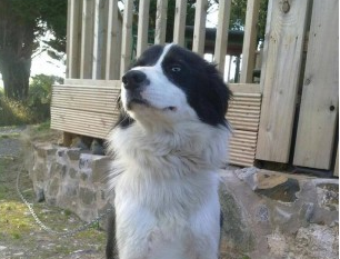 tags_ireland's tweet photo. Two men jailed in connection with setting a family dog on fire in Armagh, 2012 #justiceforcody http://t.co/pPCtRaRDLb http://t.co/NpQSL38TJF