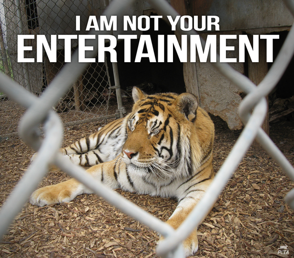 peta's tweet image. Tiger BITES man after he put his hand in zoo cage: dailym.ai/1vKNT9l

RT if u know they belong in the WILD!