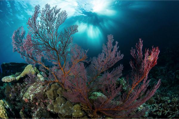 StandWithPalau tweet media