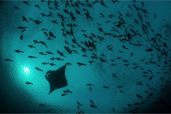StandWithPalau tweet media