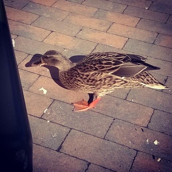 SarahMuffinX3's tweet photo. Went Thorpe park and made a friend...... Named him Borris http://t.co/JKw3A8ngqM