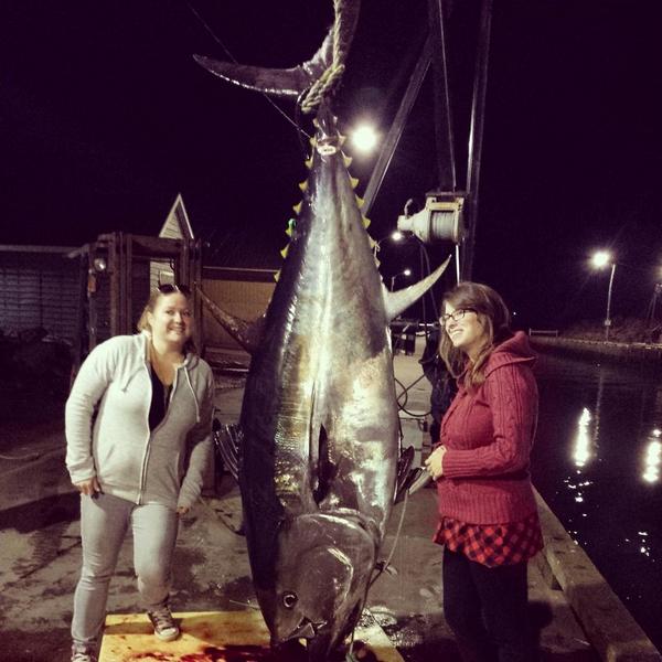 thecatchpei's tweet photo. My Dad caught a tuna last night and we drove up to Tignish Run to see it. Very cool. #pei #fishing #seafood http://t.co/yoArZPwiYv
