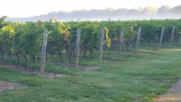 <a href="/PourNiagara/">Pour Niagara</a> Grt news 2 win Gold 4 Christine Chard again.Thx 2 <a href="/ShirazMottiar/">Shiraz Mottiar</a> <a href="/MalivoireWine/">Malivoire Wine</a> team 4 their dedication