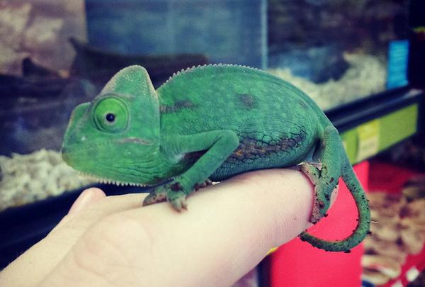 Petco's tweet photo. #DidYouKnow chameleons have eyes that can move independently of each other? They can look 2 places at the same time! http://t.co/c7ab8FOCrb