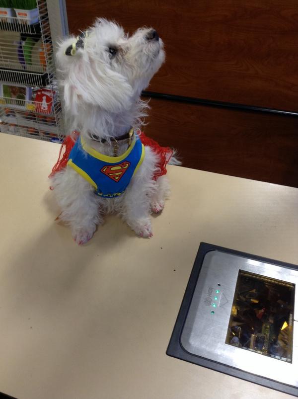 PetM2327's tweet photo. Little Matilda getting her superwoman on. @PetM2327 #inspiredbypets http://t.co/fpQXh6lm5a