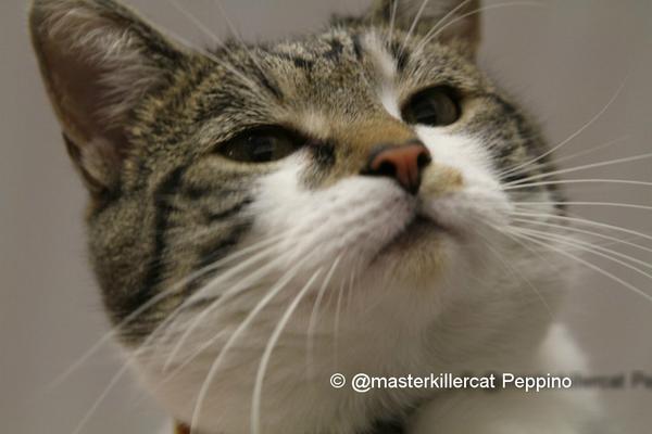 masterkillercat's tweet image. Hi #friends I'm Peppino the #boss! there can be only one &amp;gt; that's me ;-) #cats #catsoftwitter #catlover &amp;lt; #hugs