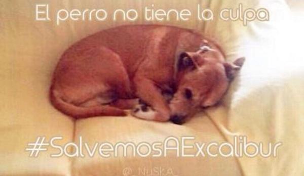 Small_lazydog's tweet photo. Quieren sacrificar al perro de la enfermera infectada de ébola! #NoAlMaltratoAnimal #SalvemosaExcalibur #cuarentena http://t.co/JKhuE5gVj9