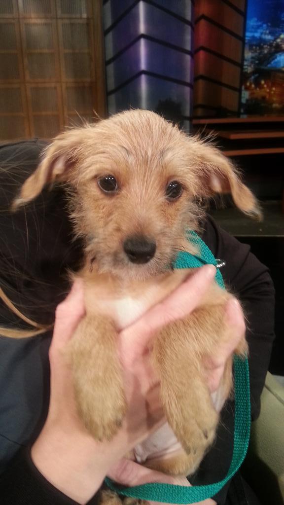 WNITKelsy's tweet photo. This is Prancer up for adoption at Humane Society of St. Joe County. Find out more Wednesday on #ExperienceMichiana http://t.co/X2CJ3GesGd