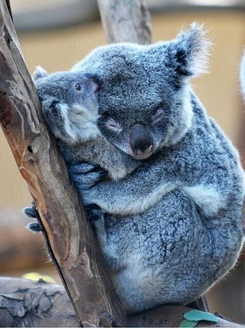 SintesisMexico's tweet photo. El Poder de un Abrazo http://t.co/CJ9l0EPJMc