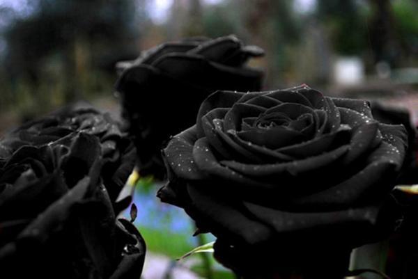 SintesisMexico's tweet image. Las rosas de Halfeti, las únicas rosas negras que existen en la naturaleza