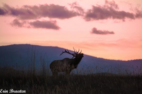 DancingAspens's tweet image. Last Call #bull #elk #bugling in #montanamoment #sunset #glacierMT
