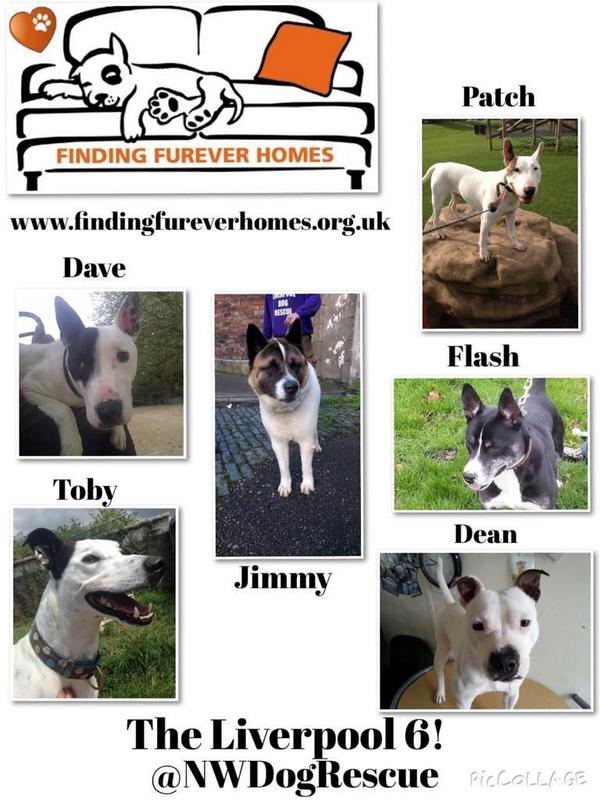 BorderlandCally's tweet photo. WANTED! Homes for the #Liverpool6 Fab pups @NWDogRescue looking for furevers
http://t.co/fqFw3jpK6g http://t.co/4bRAKGUgnf