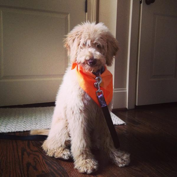 alexandypett's tweet image. #rubylu