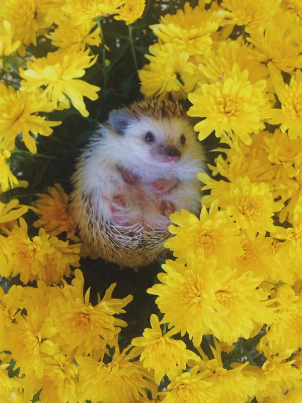 OfficialNala's tweet photo. flowers make comfy beds 🌼 http://t.co/f6YhaDhmpU