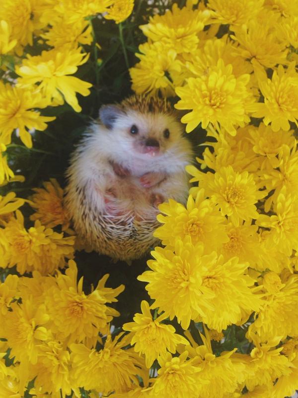 OfficialNala's tweet photo. flowers make comfy beds 🌼 http://t.co/f6YhaDhmpU