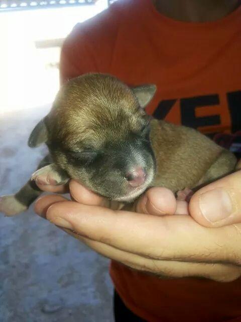 Busco gente k le interese kuidar estos perritos interesados ya saveis cntactar cnmigo