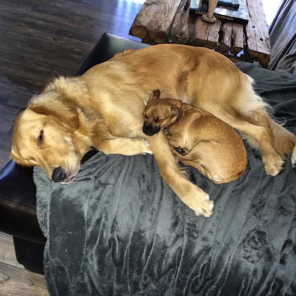 Happy birthday Cali. One year old! #golden