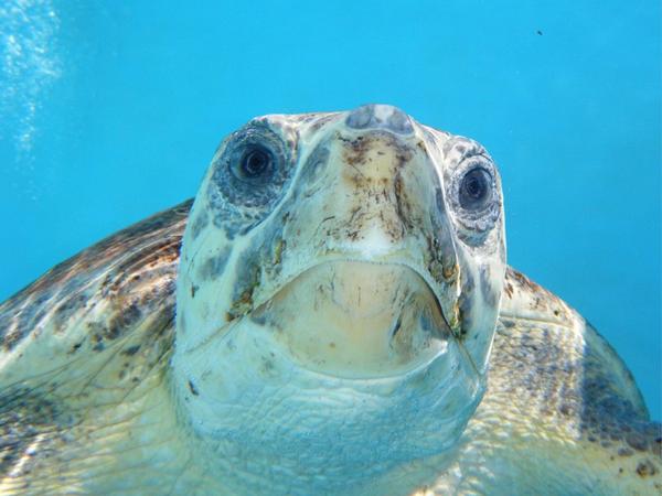 jack_loggerhead's tweet photo. Wednesday October 8th: Sea Turtle Release at Loggerhead Marinelife Center, 10am, please join us! @LoggerheadMC http://t.co/HH3tO0hLDN