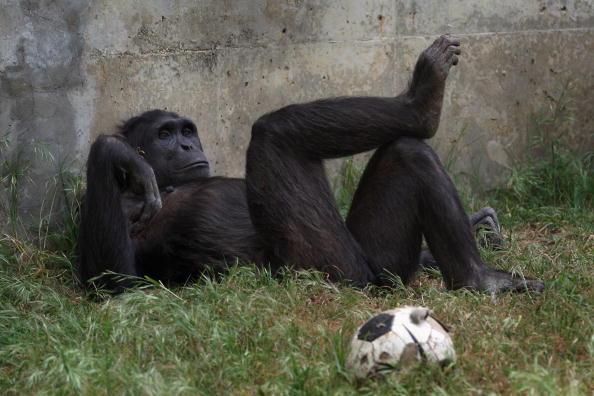 SkyNews's tweet photo. A New York court will decide whether chimpanzees are entitled to "human rights" http://t.co/gEjzaGc1wM http://t.co/c3RrhXMCTs