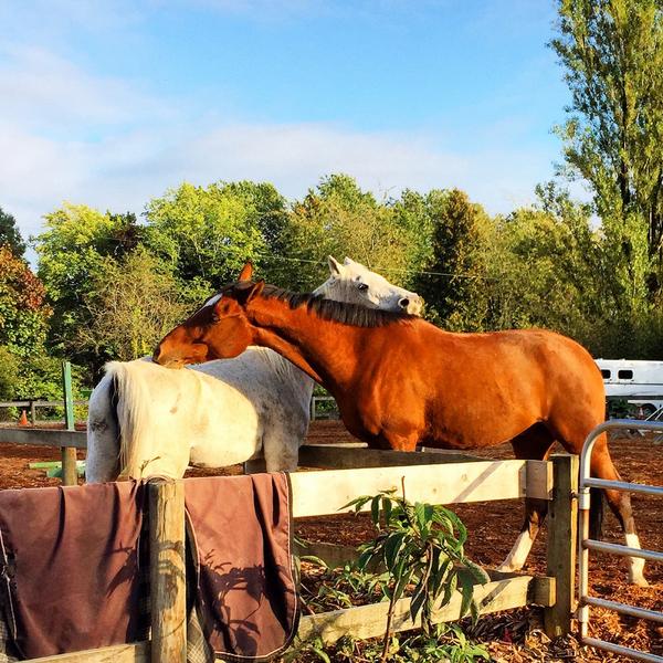 #SundayFunday #Vancouver #Southlands #horses #countryinthecity