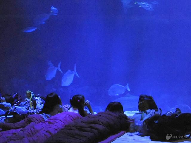 新江ノ島水族館「お泊りナイトツアー」5/21-22 2名分
