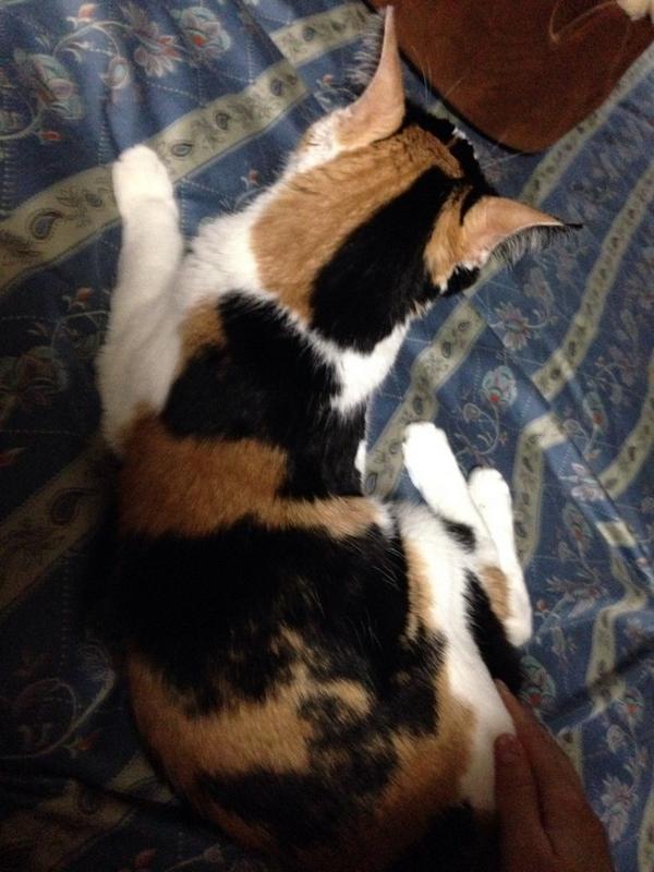 しぶとい中川翔子 On Twitter 谷中で捨てられていた子猫だった白猫しゃむくん もう15さいになりました おばあちゃんちの猫 W 後頭部がはんぶん不思議なミーコは18歳 Http T Co Gd4nhuxcl2